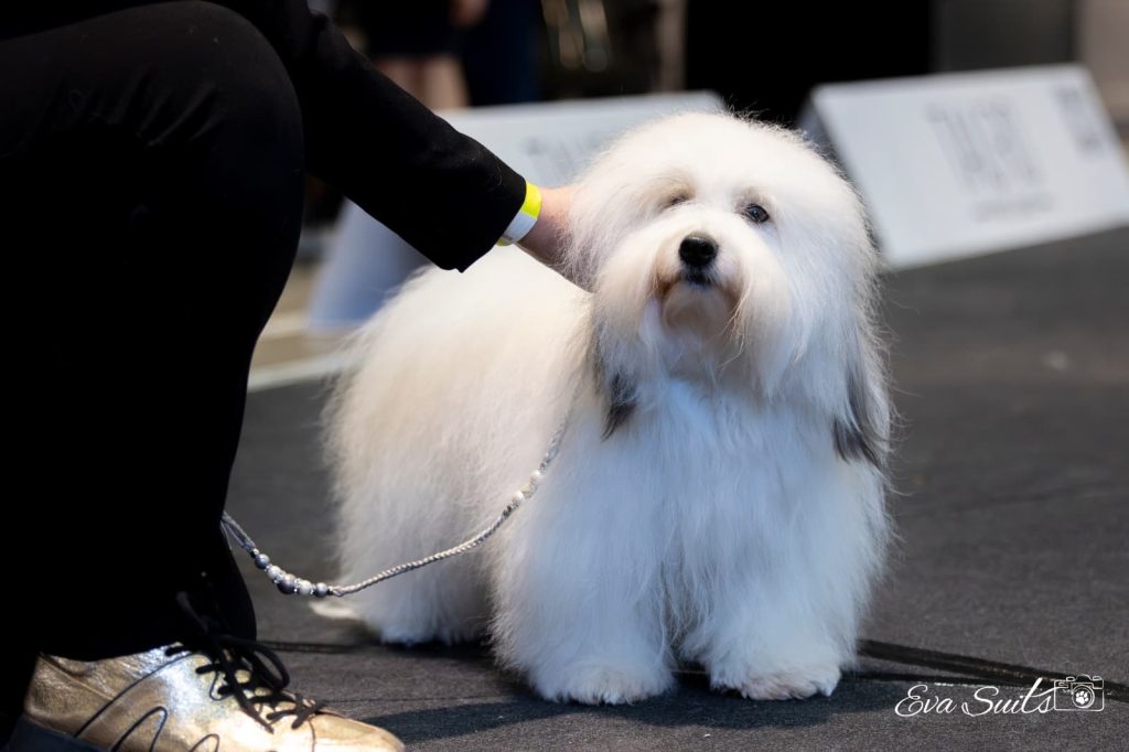 Coton de tulear colorful ears