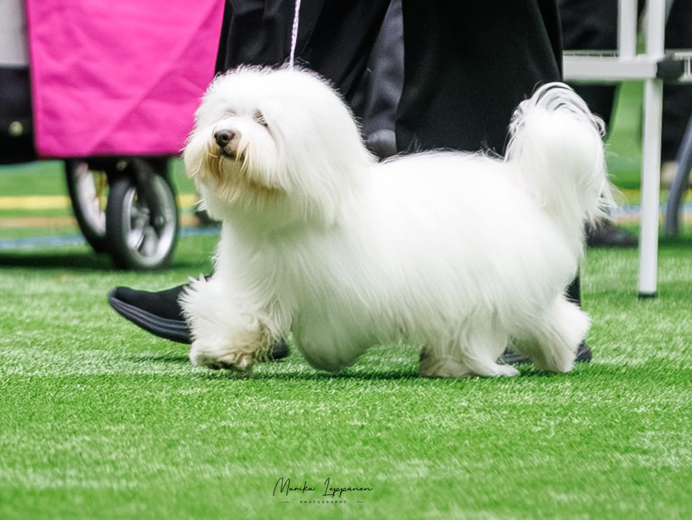 Coton de tulear show dog