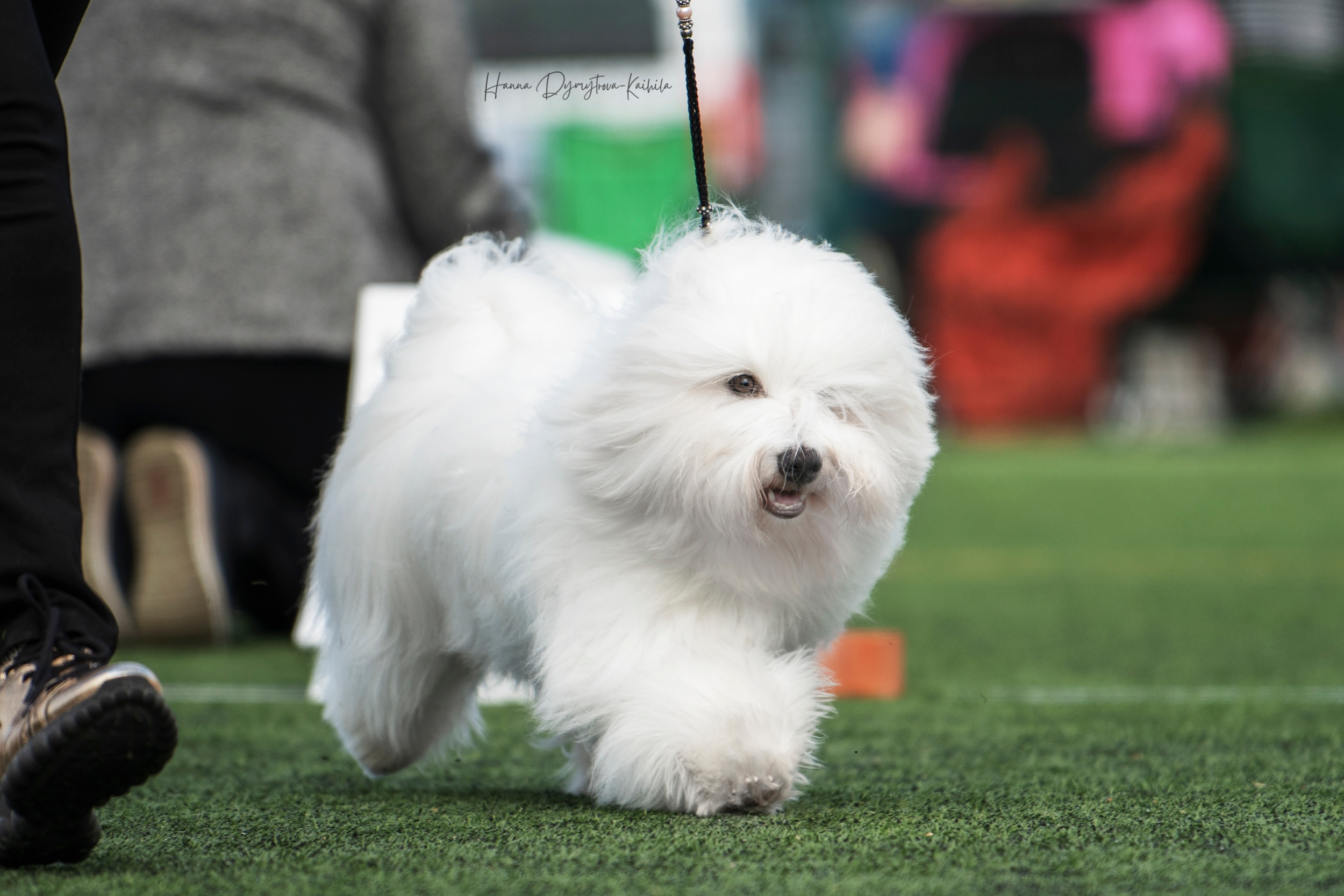 Coton de tulear in dog show
