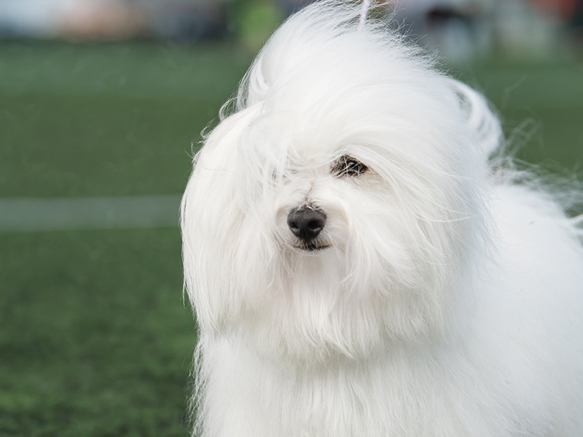 coton de tulear