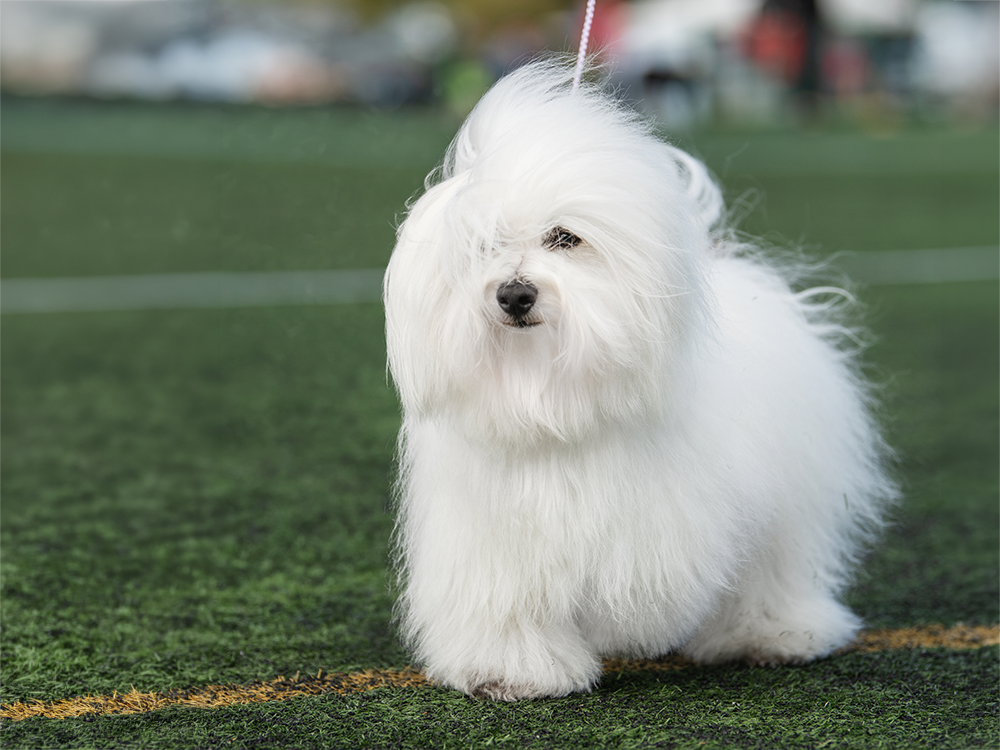 coton de tulear male